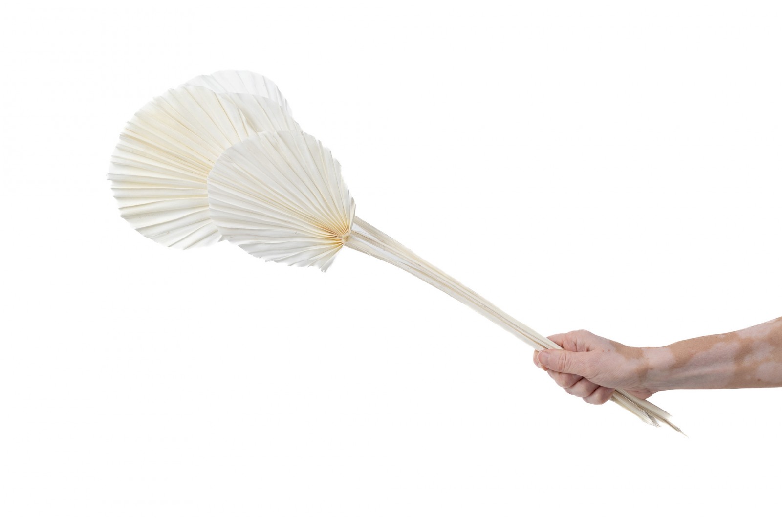 PHOCEALYS │Palm round séchée│vente aux pros│Grossiste en fleurs séchées