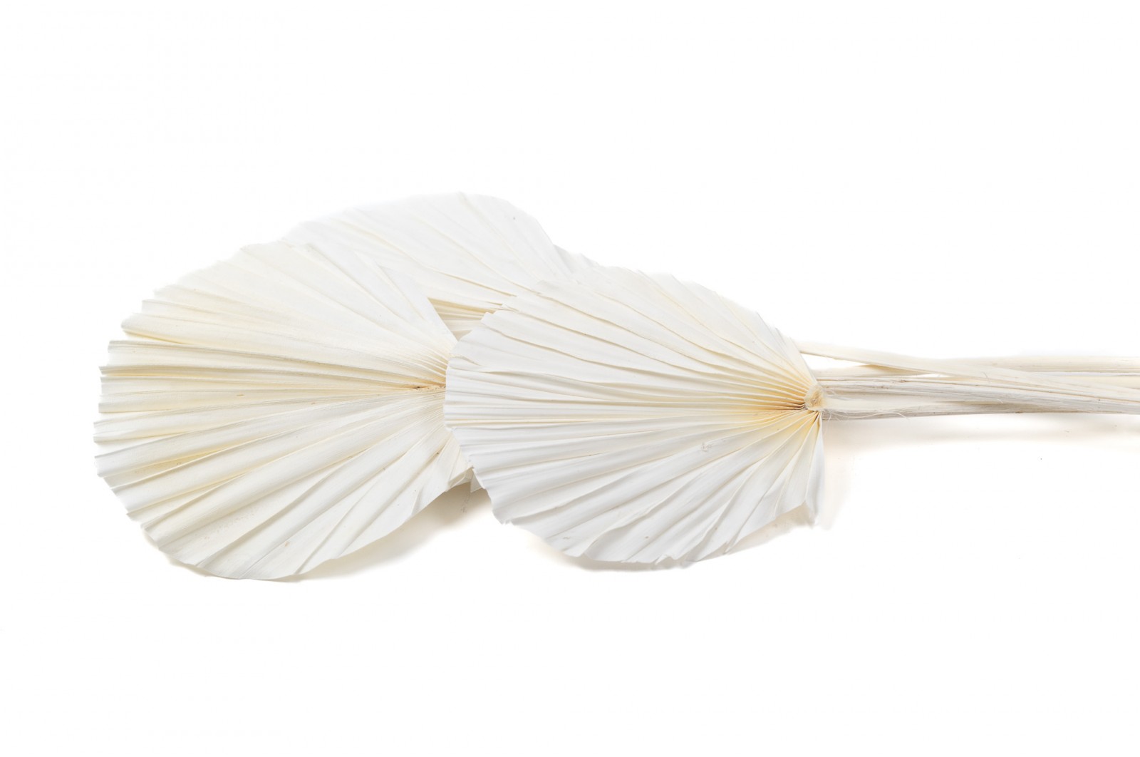 PHOCEALYS │Palm round séchée│vente aux pros│Grossiste en fleurs séchées
