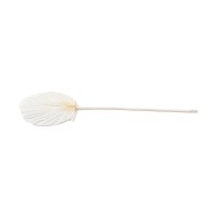 PHOCEALYS │Palm round séchée│vente aux pros│Grossiste en fleurs séchées