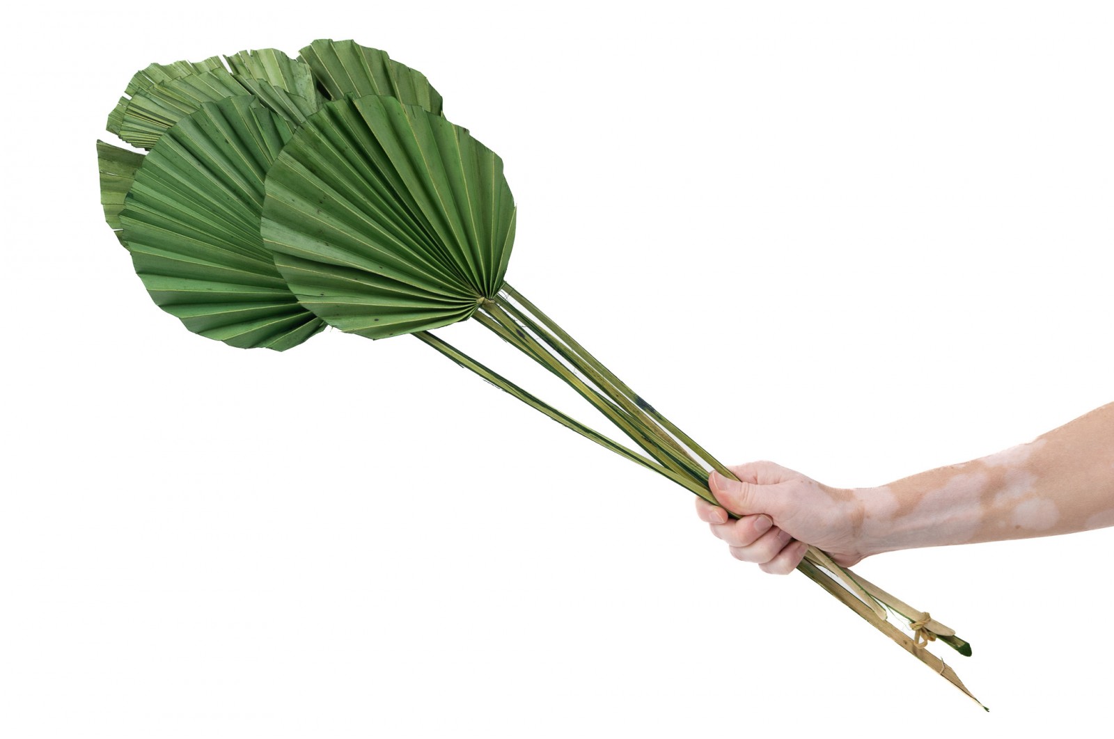 PHOCEALYS │Palm round séchée│vente aux pros│Grossiste en fleurs séchées