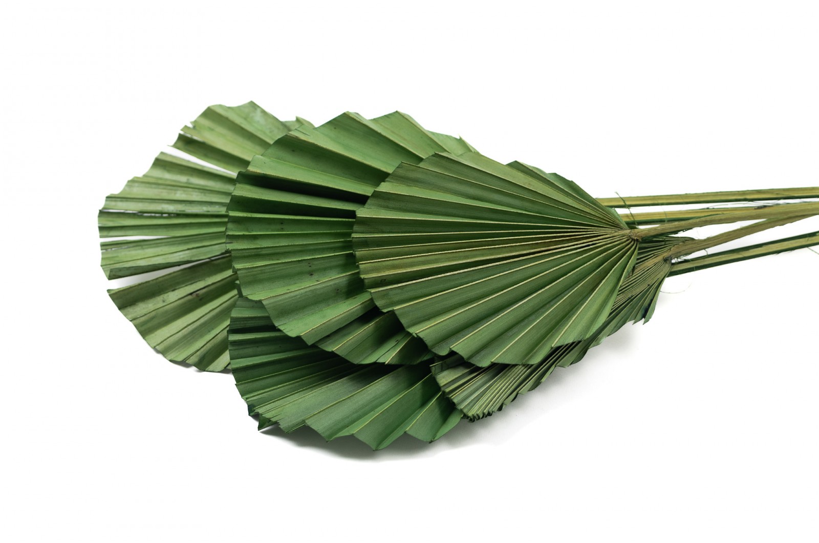 PHOCEALYS │Palm round séchée│vente aux pros│Grossiste en fleurs séchées