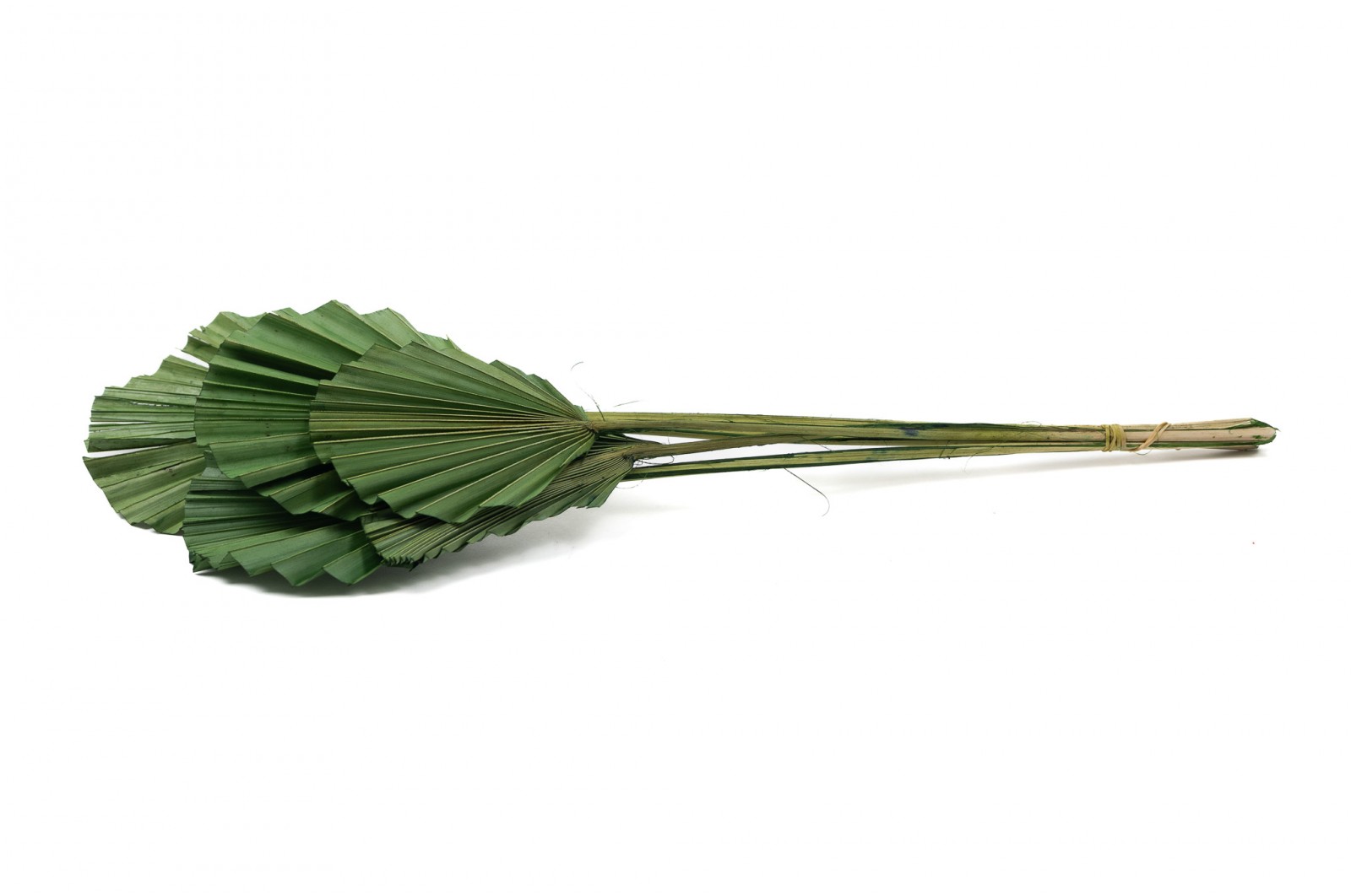PHOCEALYS │Palm round séchée│vente aux pros│Grossiste en fleurs séchées