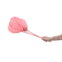 PHOCEALYS │Palm round séchée│vente aux pros│Grossiste en fleurs séchées