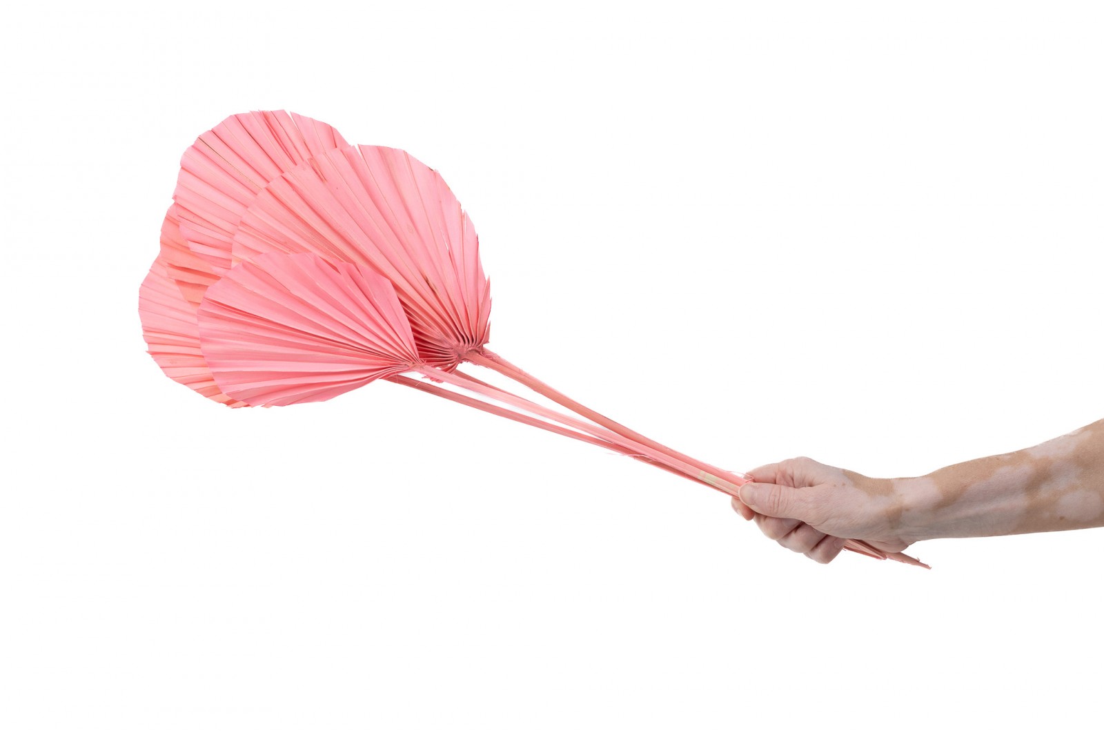 PHOCEALYS │Palm round séchée│vente aux pros│Grossiste en fleurs séchées