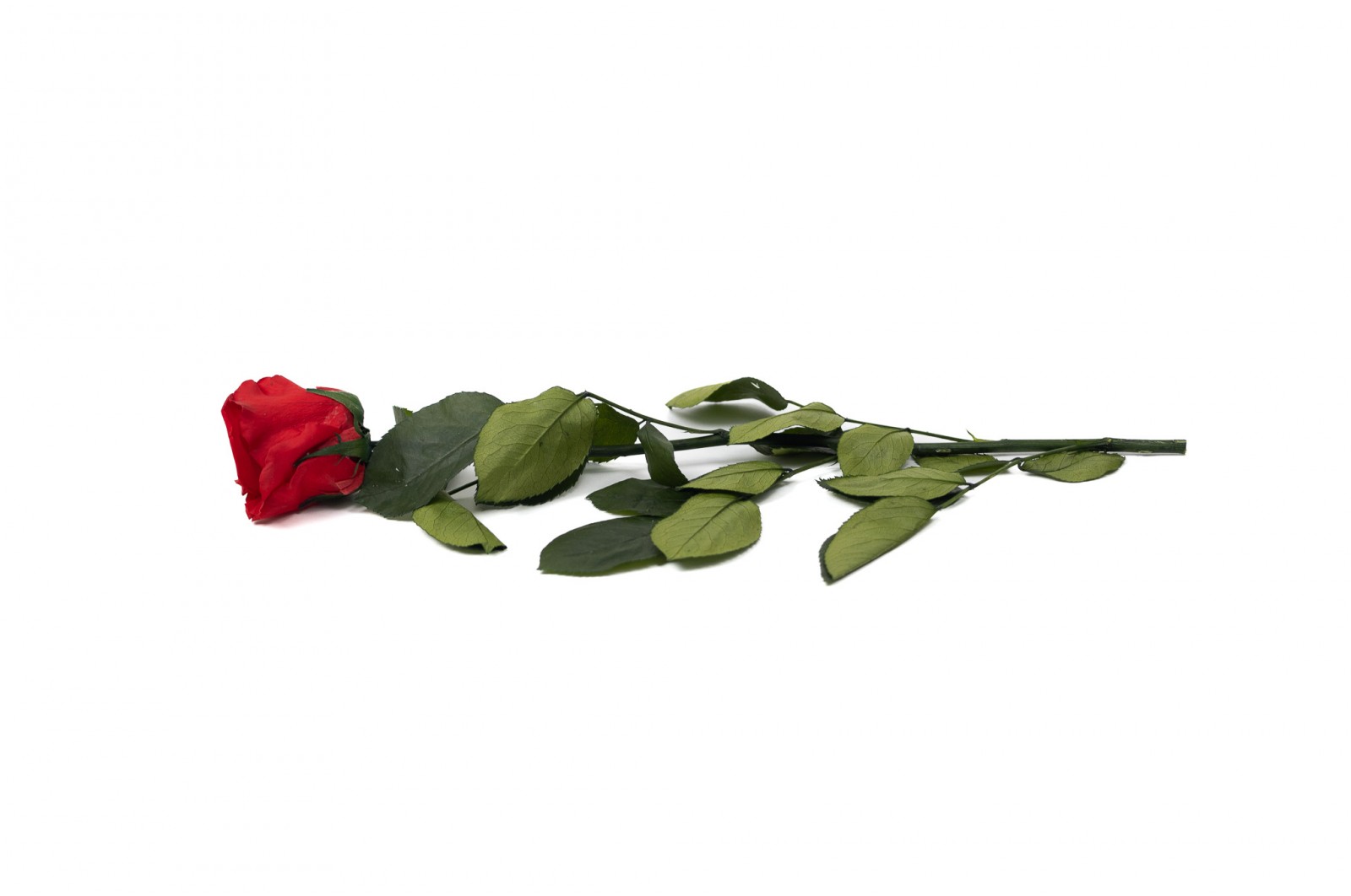 PHOCEALYS│Rose tigée stabilisée│vente aux pros│Grossiste