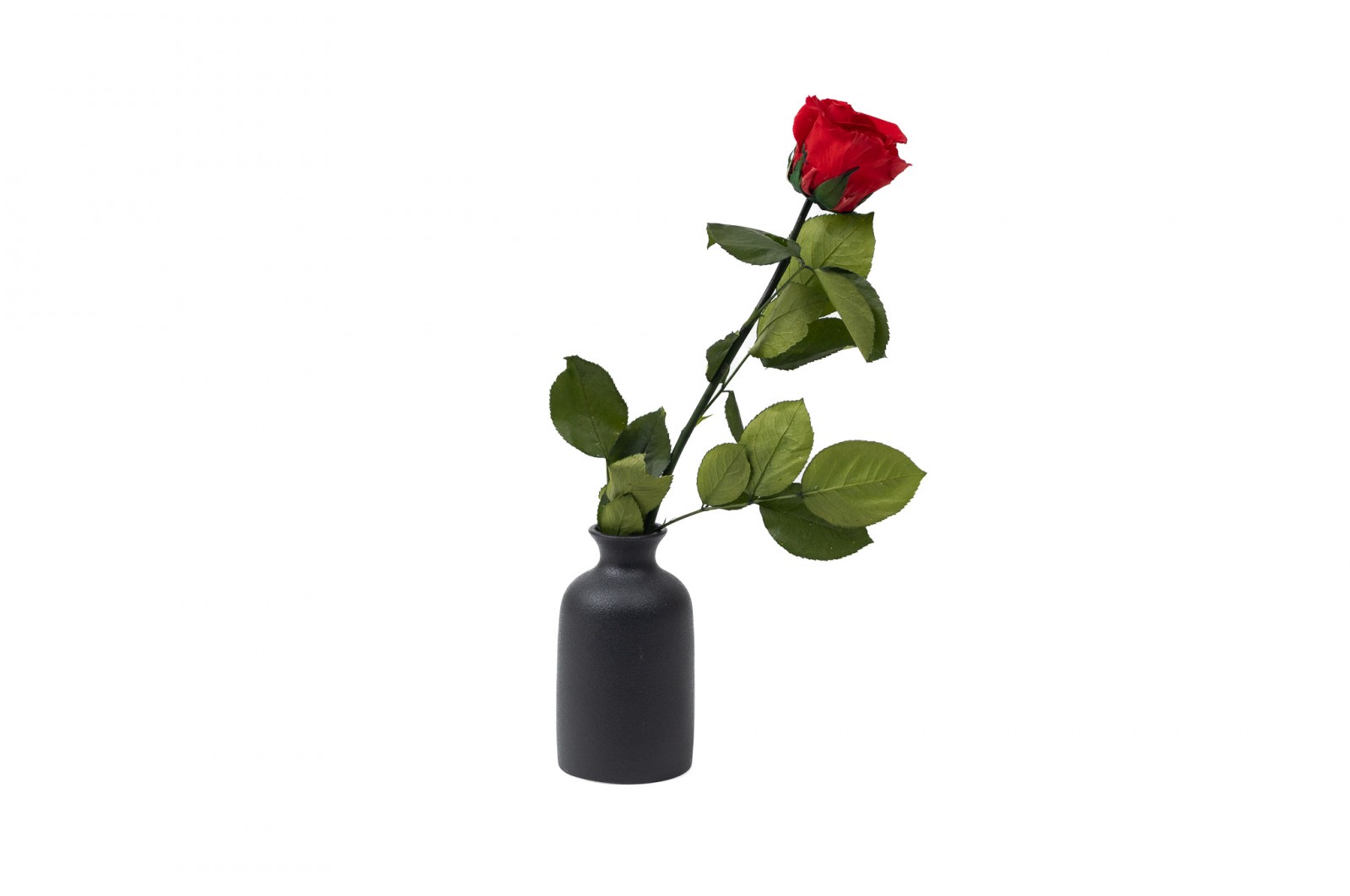 PHOCEALYS│Rose tigée stabilisée│vente aux pros│Grossiste