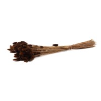 PHOCEALYS │Lagurus sec │vente aux pros│Grossiste en fleurs séchées