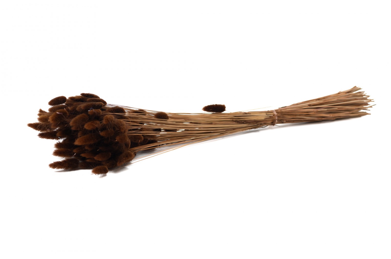PHOCEALYS │Lagurus sec │vente aux pros│Grossiste en fleurs séchées