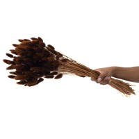 PHOCEALYS │Lagurus sec │vente aux pros│Grossiste en fleurs séchées