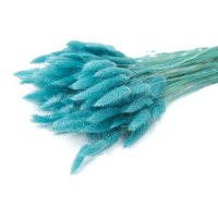 PHOCEALYS │Lagurus sec │vente aux pros│Grossiste en fleurs séchées