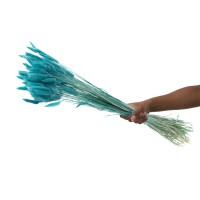 PHOCEALYS │Lagurus sec │vente aux pros│Grossiste en fleurs séchées
