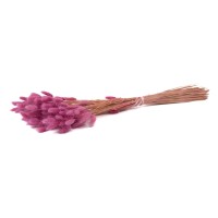 PHOCEALYS │Lagurus sec │vente aux pros│Grossiste en fleurs séchées