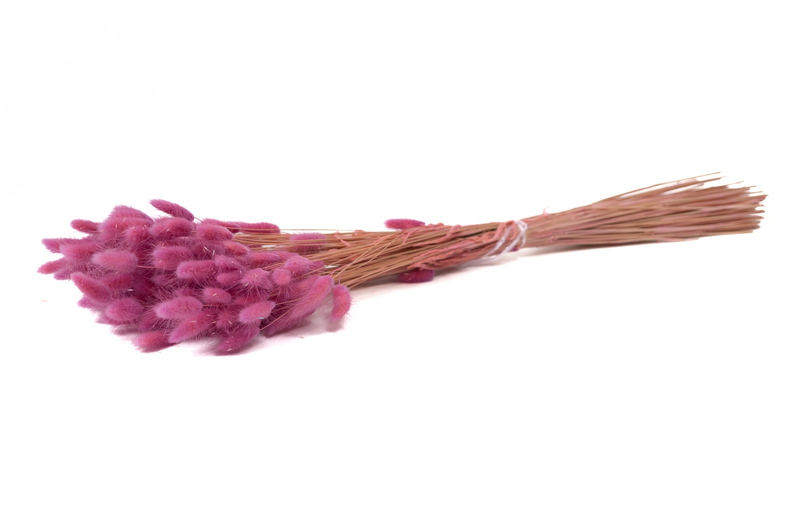 PHOCEALYS │Lagurus sec │vente aux pros│Grossiste en fleurs séchées