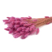 PHOCEALYS │Lagurus sec │vente aux pros│Grossiste en fleurs séchées
