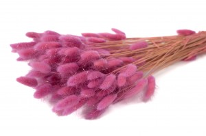 PHOCEALYS │Lagurus sec │vente aux pros│Grossiste en fleurs séchées
