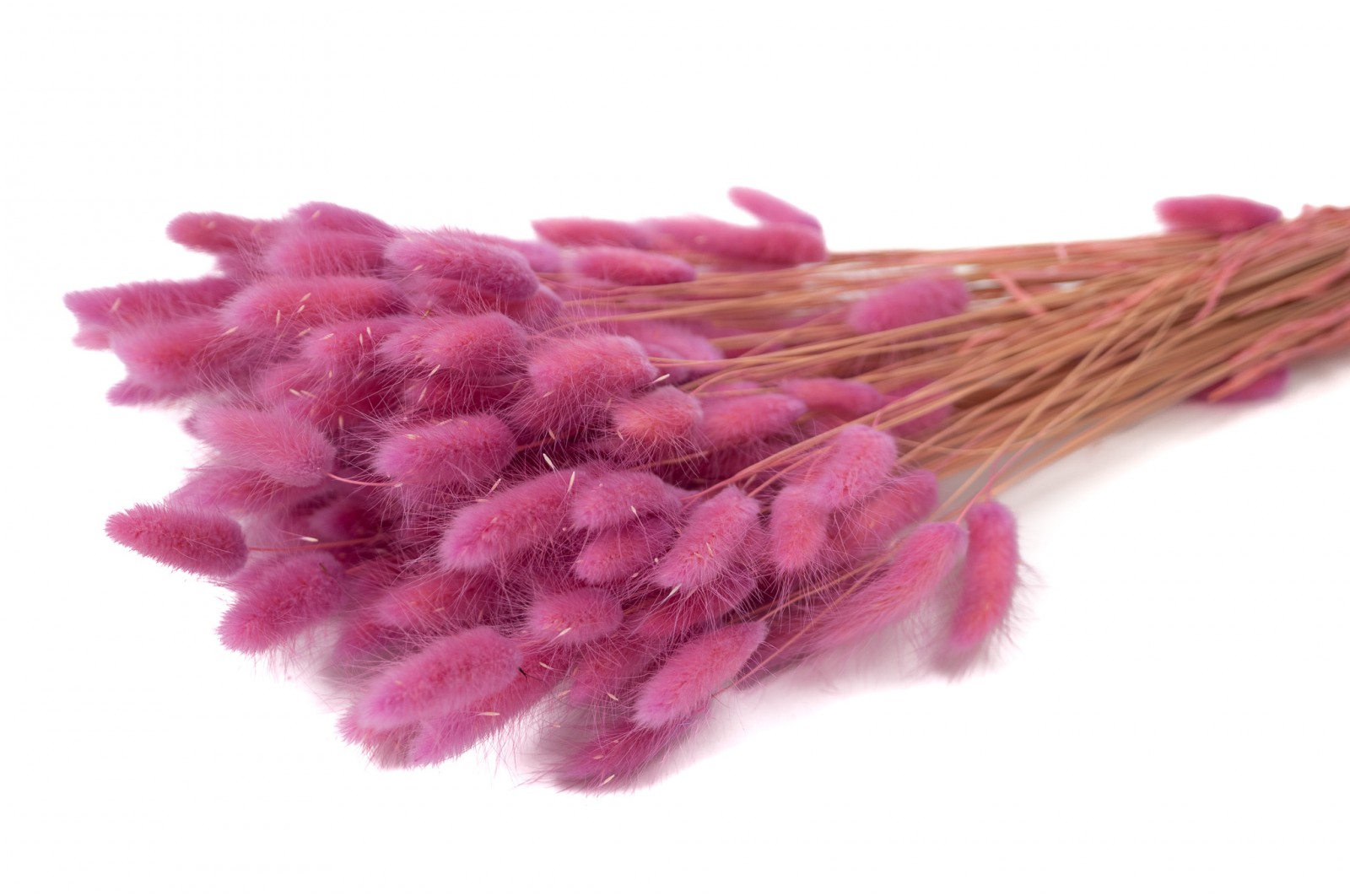 PHOCEALYS │Lagurus sec │vente aux pros│Grossiste en fleurs séchées