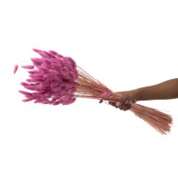PHOCEALYS │Lagurus sec │vente aux pros│Grossiste en fleurs séchées