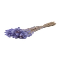 PHOCEALYS │Lagurus sec │vente aux pros│Grossiste en fleurs séchées