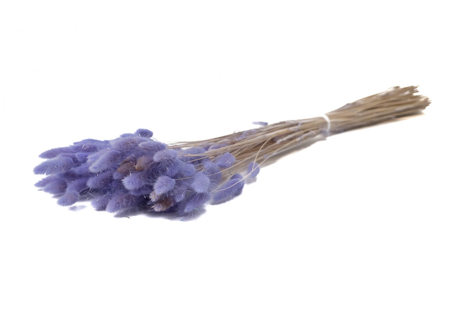 PHOCEALYS │Lagurus sec │vente aux pros│Grossiste en fleurs séchées