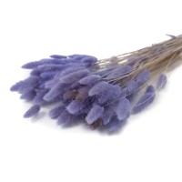 PHOCEALYS │Lagurus sec │vente aux pros│Grossiste en fleurs séchées