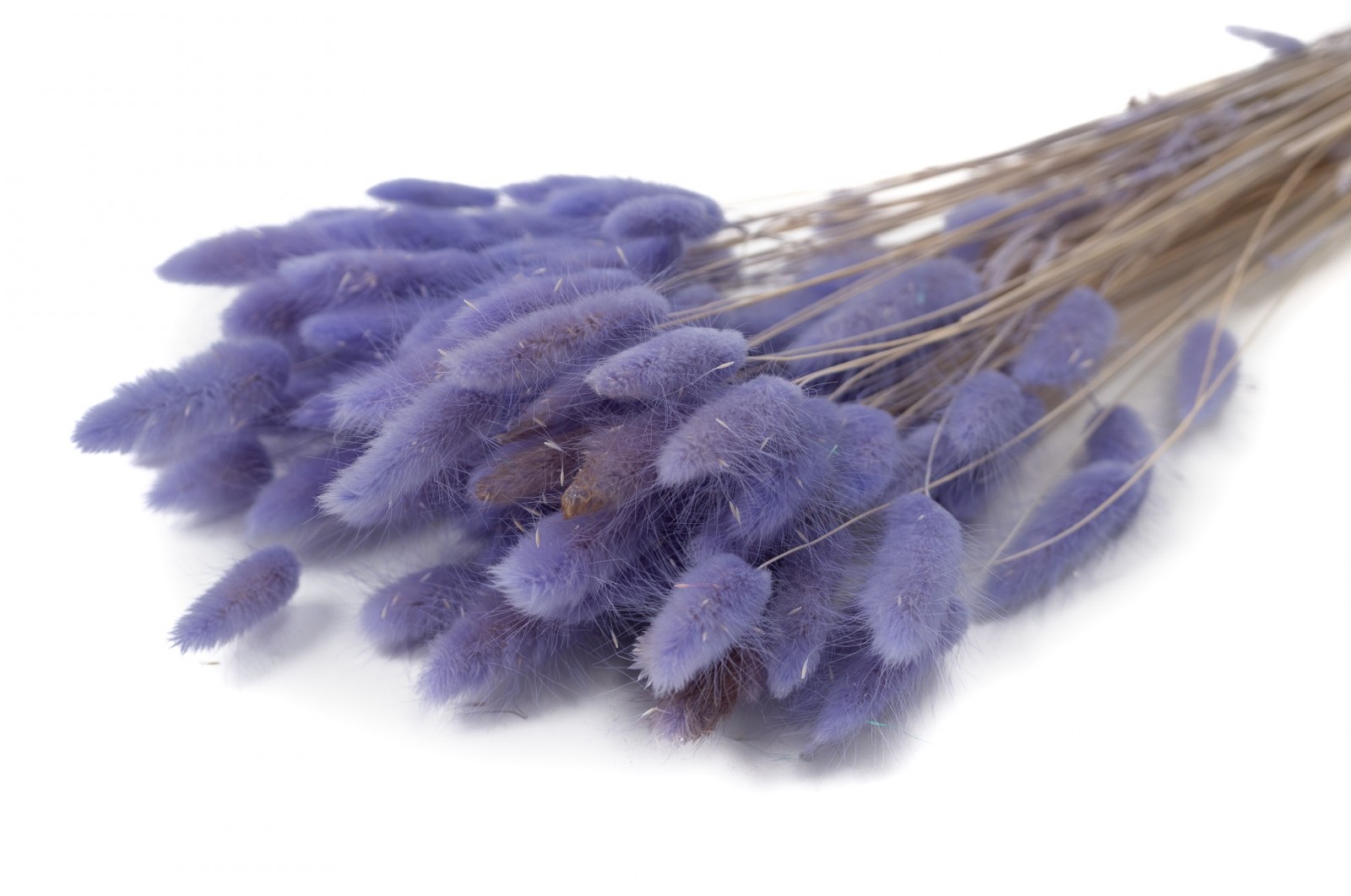 PHOCEALYS │Lagurus sec │vente aux pros│Grossiste en fleurs séchées