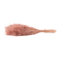 PHOCEALYS │Gypsophile stabilisé│vente aux pros│Grossiste
