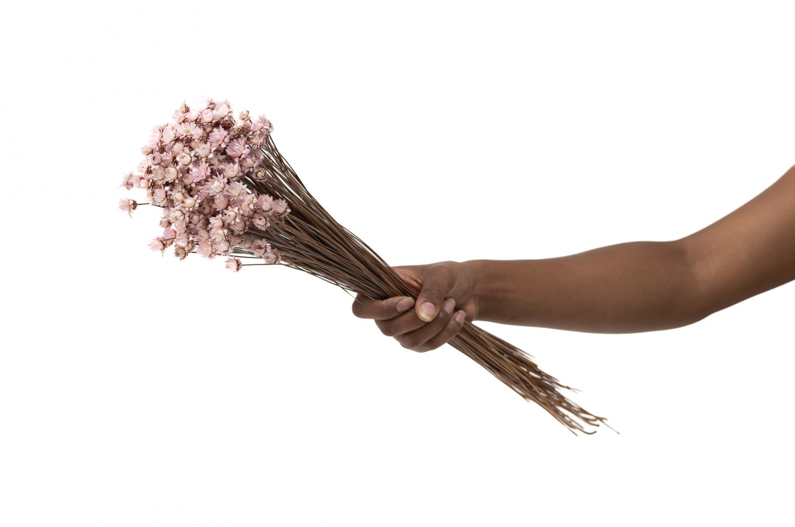 Glixia sèche géante│vente aux pros│Grossiste en fleurs séchées