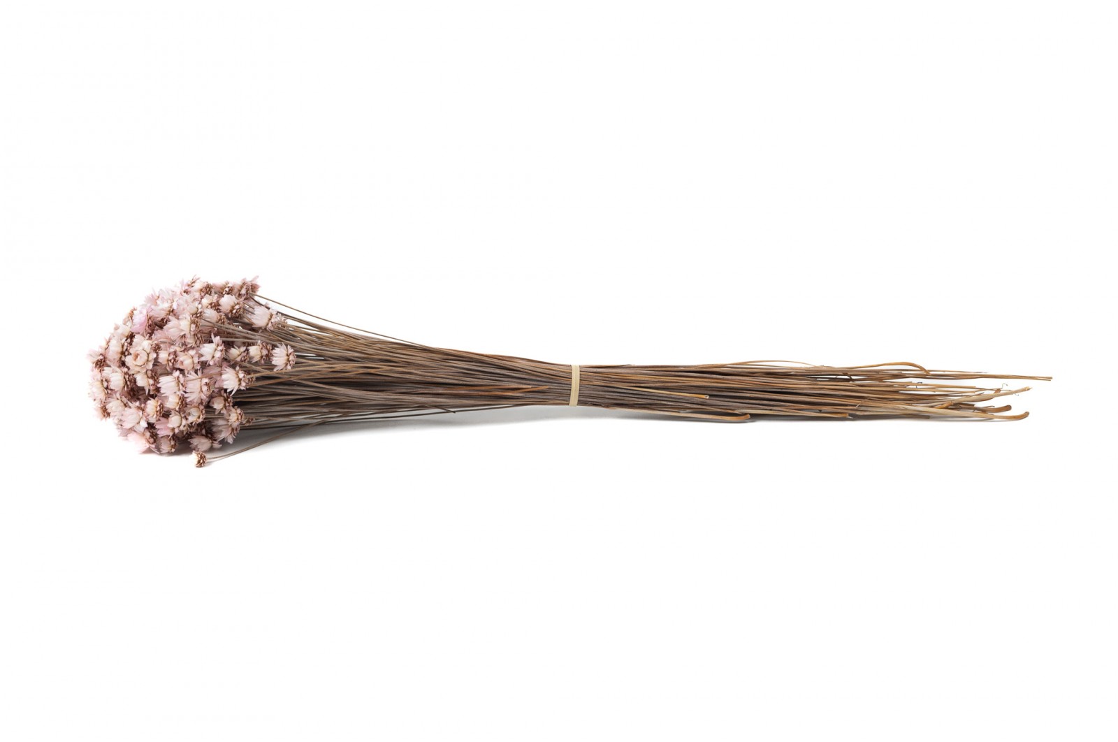 Glixia sèche géante│vente aux pros│Grossiste en fleurs séchées