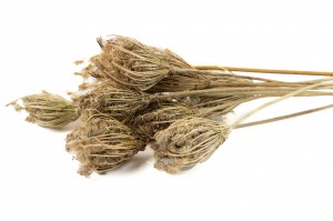 PHOCEALYS│Fleurs de fenouil séchées│vente aux pros│Grossiste