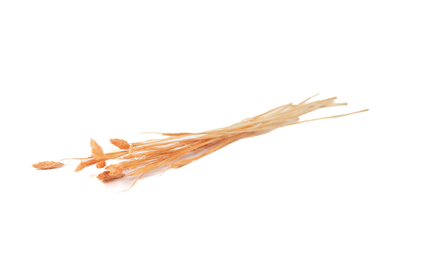Mini phalaris sec │vente aux pros│Grossiste en fleurs séchées
