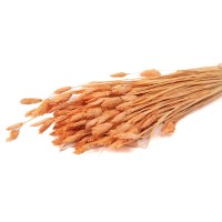 Mini phalaris sec │vente aux pros│Grossiste en fleurs séchées