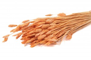 Mini phalaris sec │vente aux pros│Grossiste en fleurs séchées