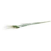 PHOCEALYS │orge sec│vente aux pros│Grossiste en fleurs séchées
