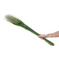 PHOCEALYS │orge sec│vente aux pros│Grossiste en fleurs séchées