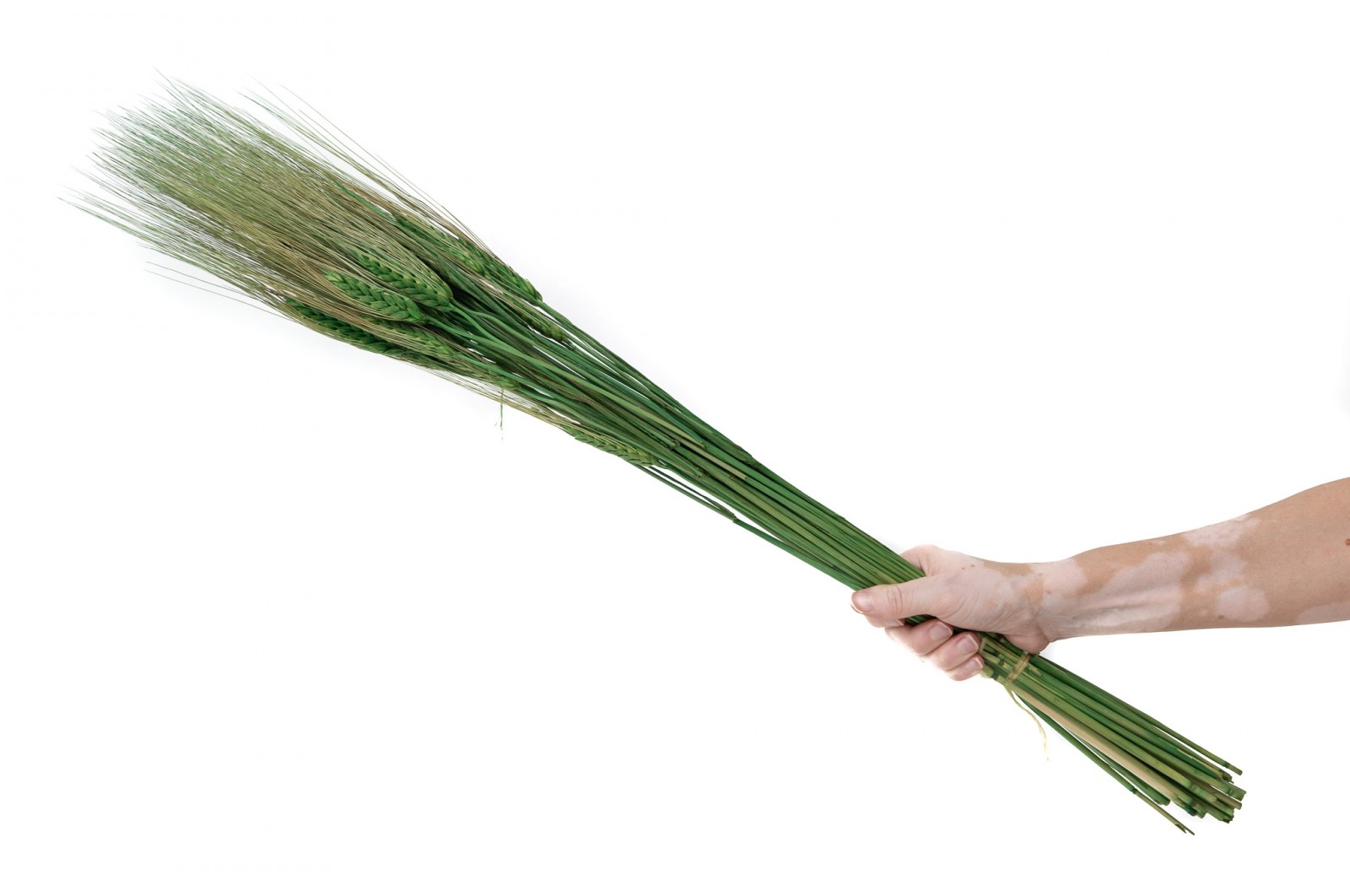 PHOCEALYS │orge sec│vente aux pros│Grossiste en fleurs séchées