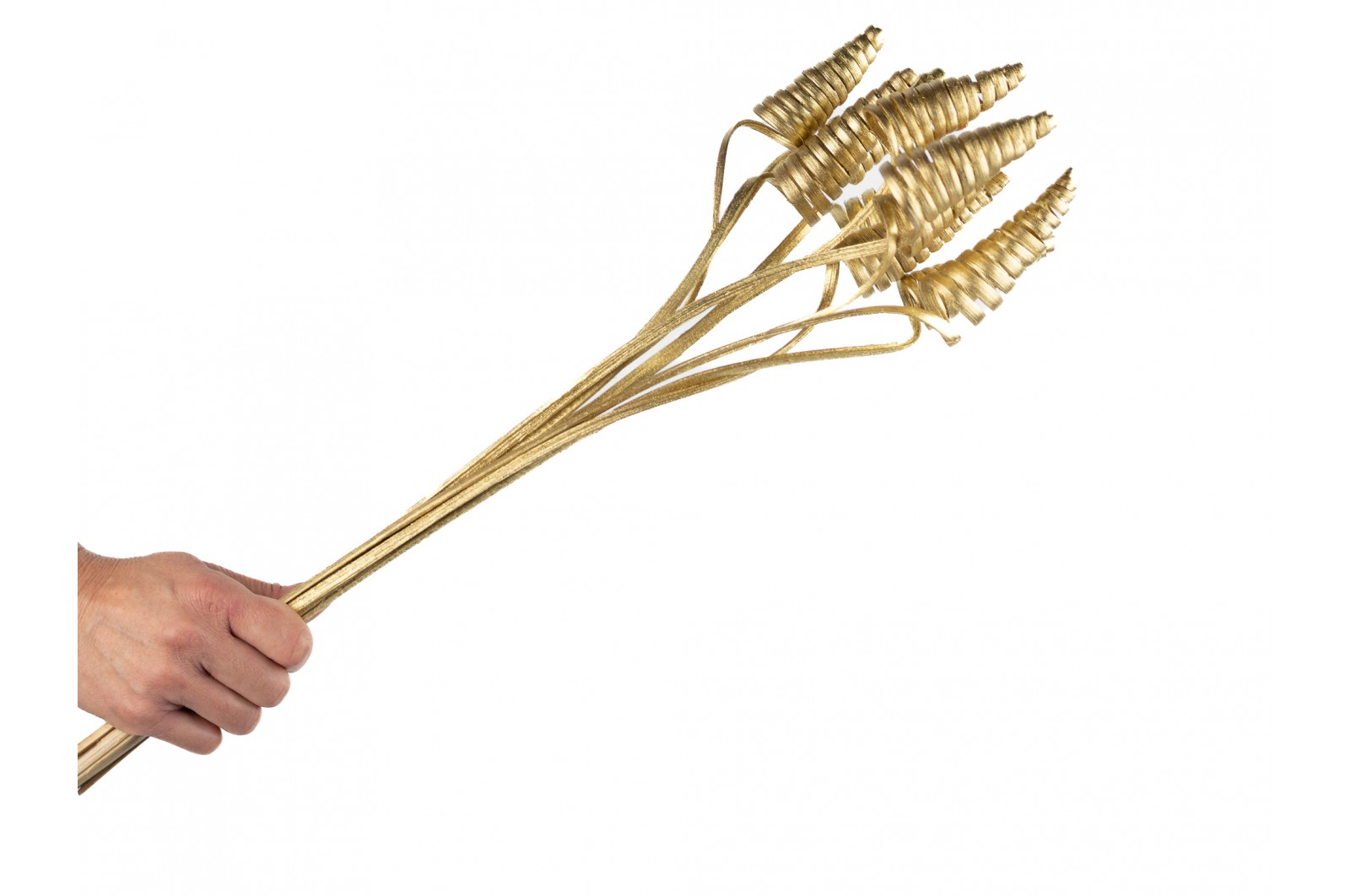 Cane cone séché│vente aux pros│Grossiste en fleurs séchées