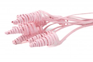 Cane cone séché│vente aux pros│Grossiste en fleurs séchées