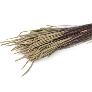 PHOCEALYS│Dried phleum│Sale to professionals│Wholesaler