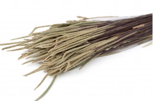 PHOCEALYS│Phleum sec│vente aux pros│Grossiste en fleurs séchées