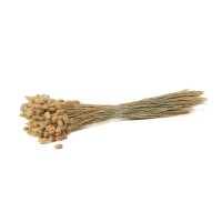PHOCEALYS │Phalaris sec │vente aux pros│Grossiste en fleurs séchées