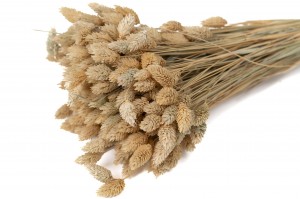PHOCEALYS │Phalaris sec │vente aux pros│Grossiste en fleurs séchées