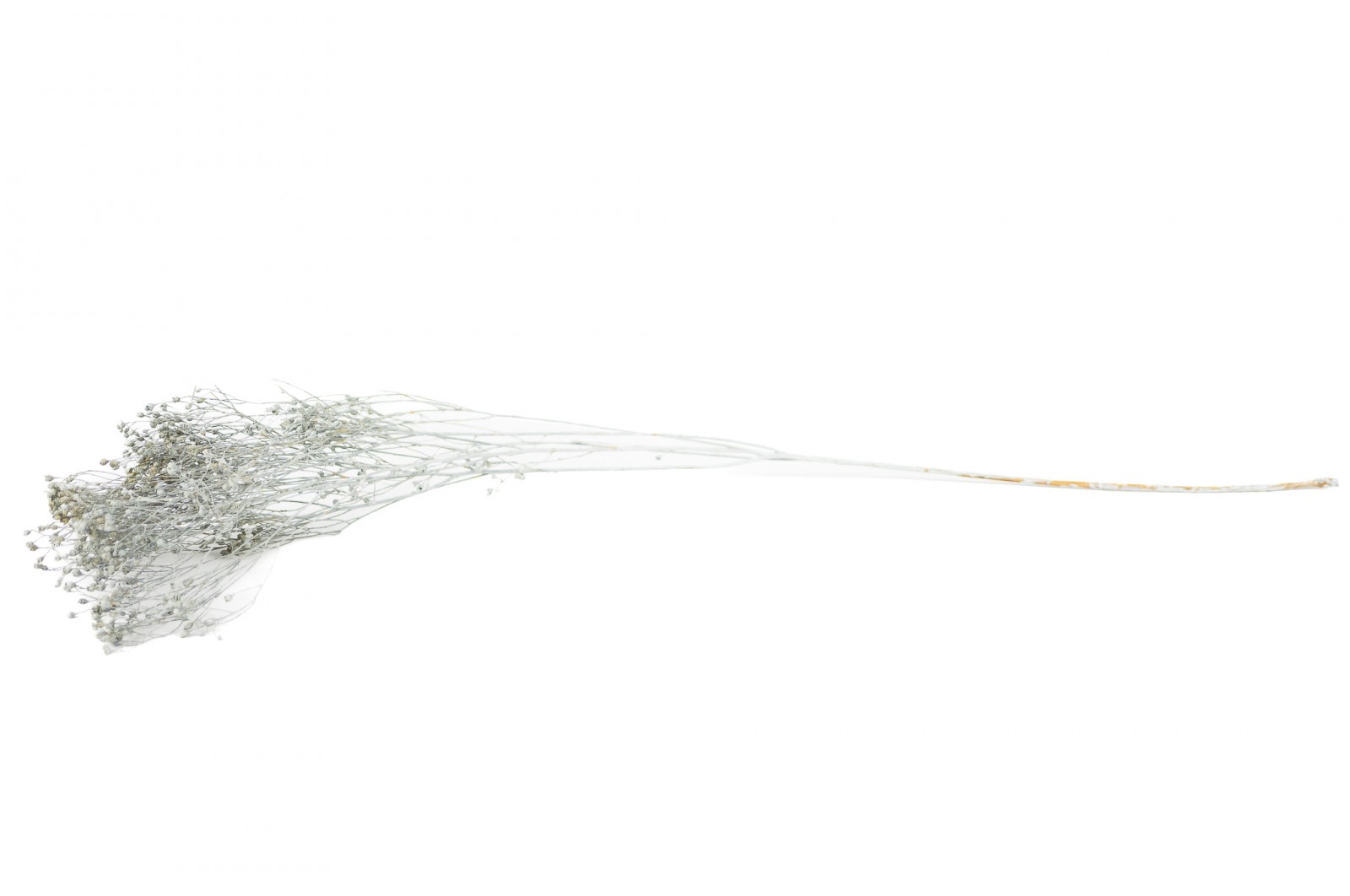 PHOCEALYS │Broom bloom sec│vente aux pros│Grossiste en fleurs séchées