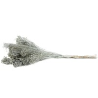 PHOCEALYS │Broom bloom sec│vente aux pros│Grossiste en fleurs séchées