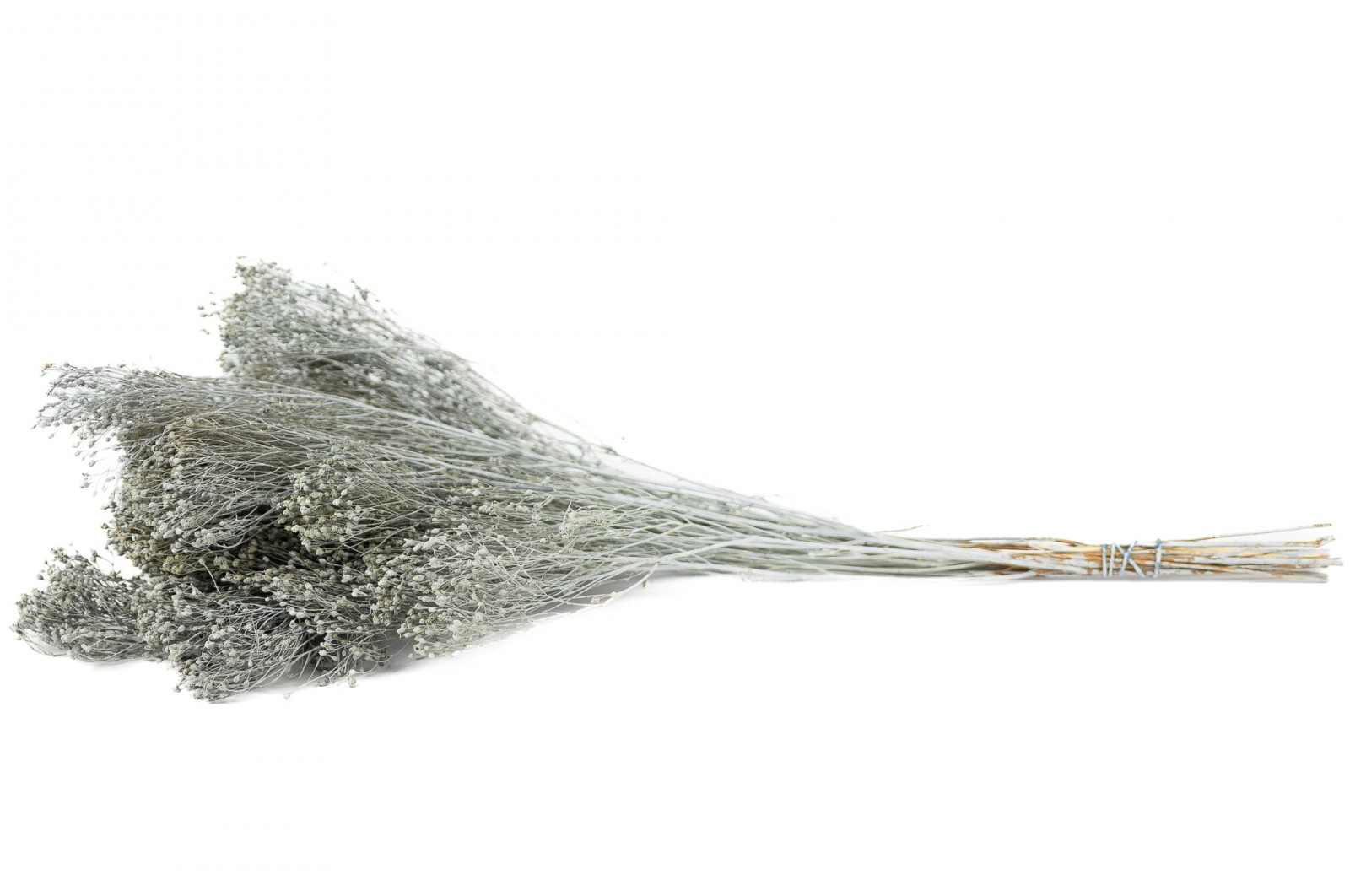 PHOCEALYS │Broom bloom sec│vente aux pros│Grossiste en fleurs séchées