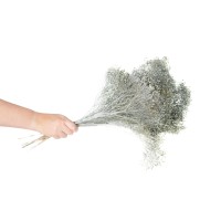 PHOCEALYS │Broom bloom sec│vente aux pros│Grossiste en fleurs séchées