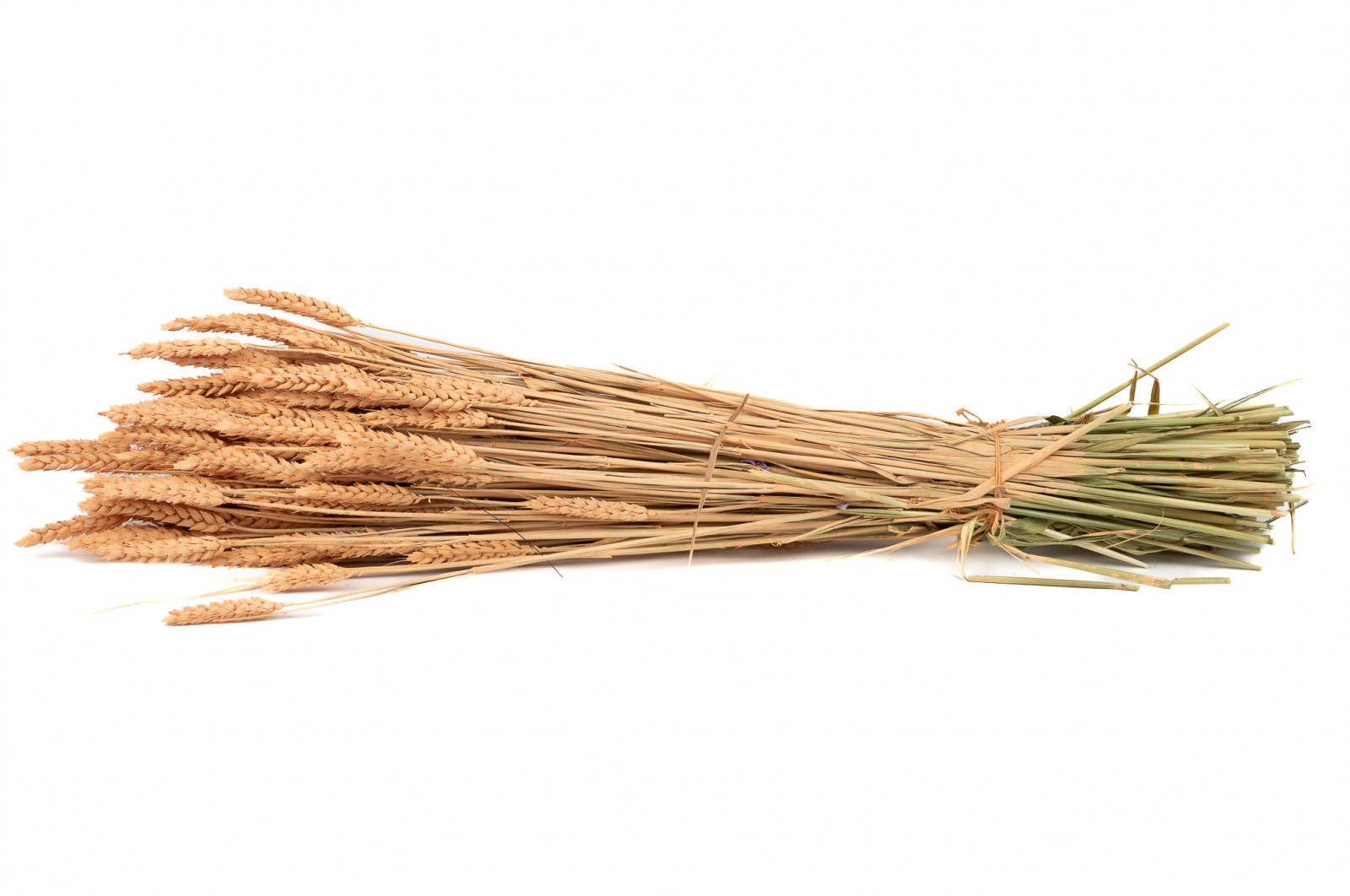 PHOCEALYS │Blé sec│vente aux pros│Grossiste en fleurs séchées