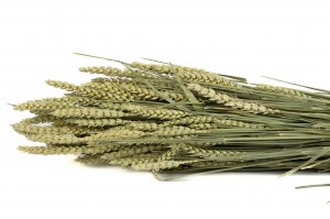 PHOCEALYS │Blé sec│vente aux pros│Grossiste en fleurs séchées