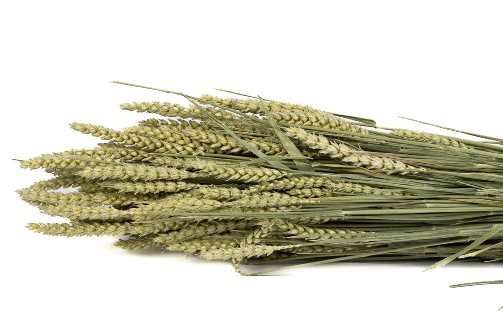 PHOCEALYS │Blé sec│vente aux pros│Grossiste en fleurs séchées