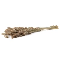 PHOCEALYS │Lagurus sec │vente aux pros│Grossiste en fleurs séchées