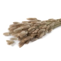 PHOCEALYS │Lagurus sec │vente aux pros│Grossiste en fleurs séchées